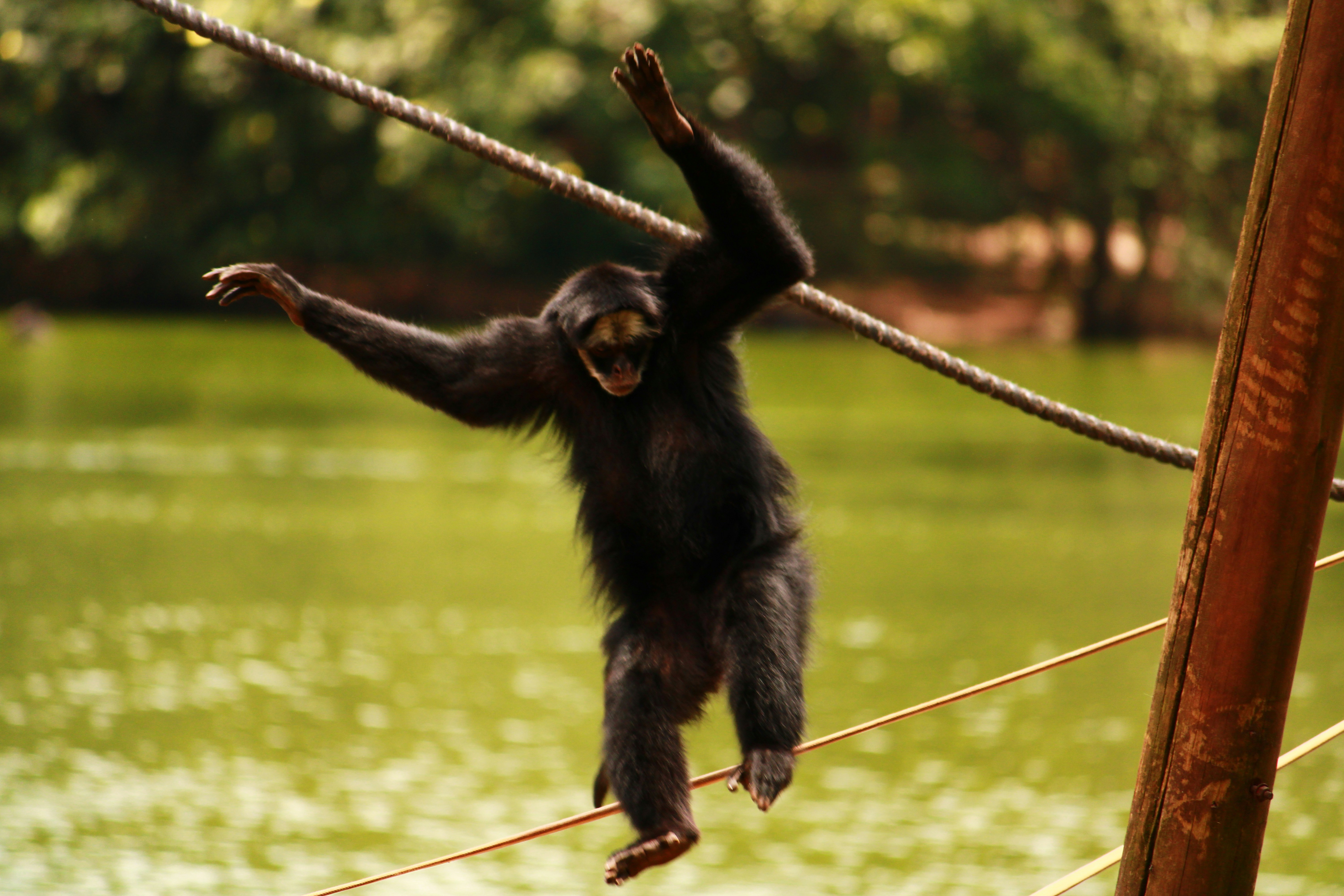 Uganda Wildlife Safari