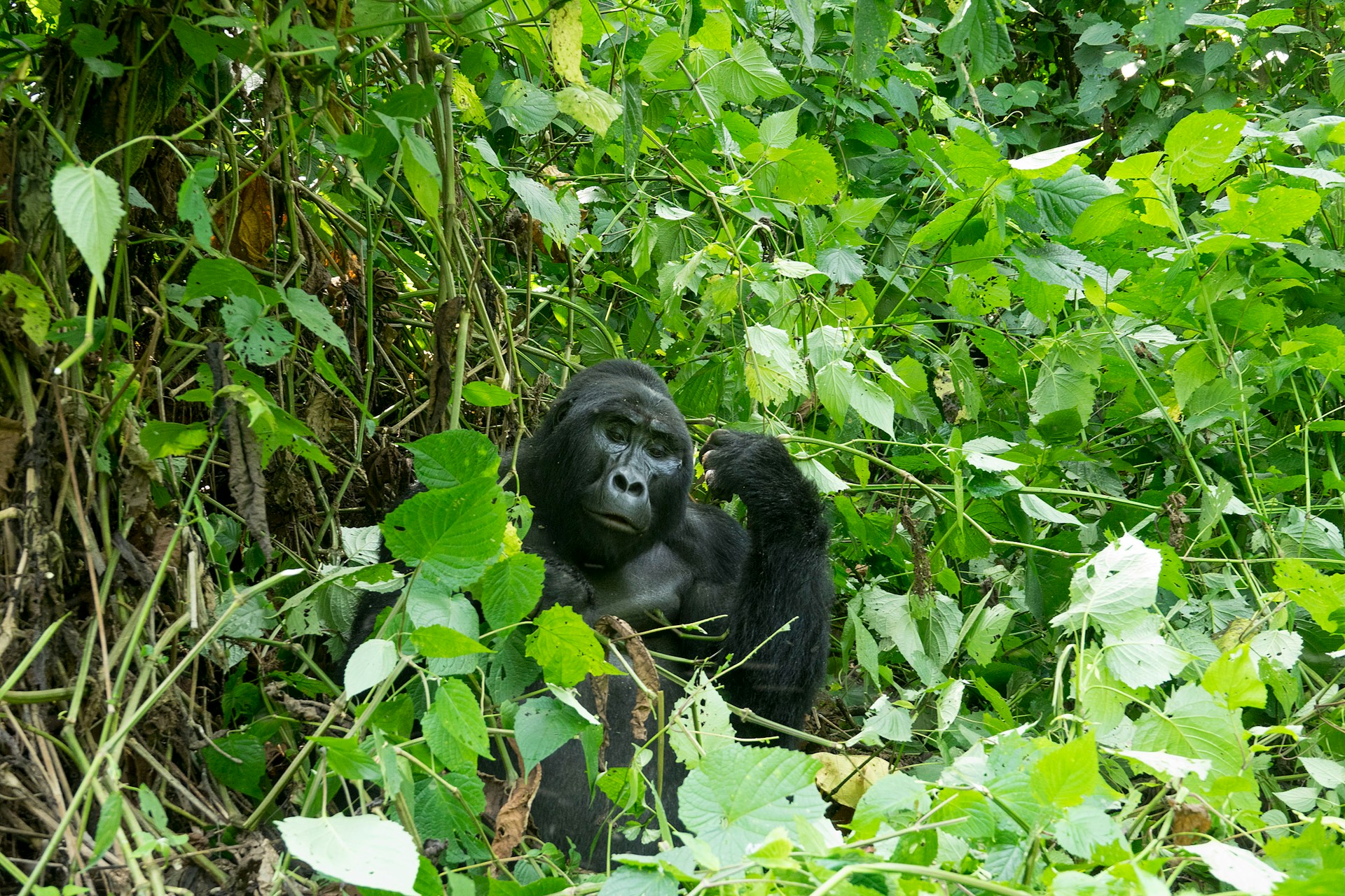 Mountain gorilla trekking in Uganda